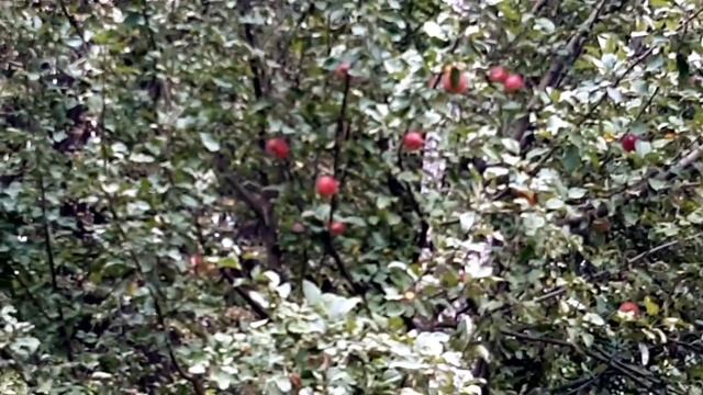 Продолжение осенних работ в саду. Сегодня переделываем клумбу для цветов. Вкусные красивые яблоки.