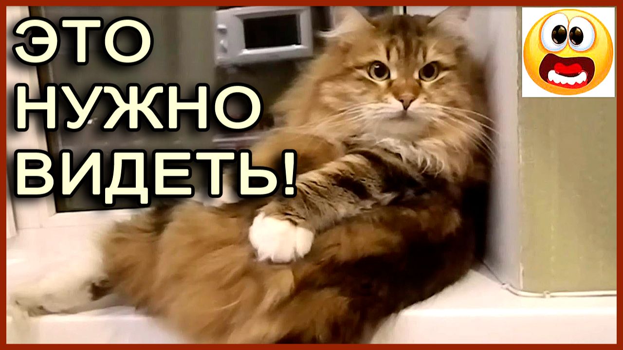 Смотреть прикольное видео. Смешные кошки и собаки.