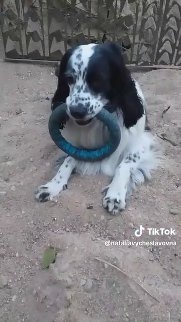 Собачий принц?...)))