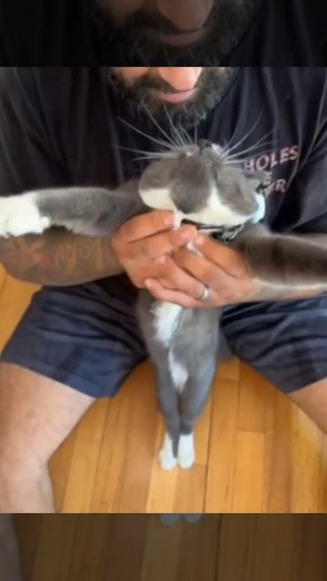 Я когда вижу такую прикольную штуку, как КОШКА🤩