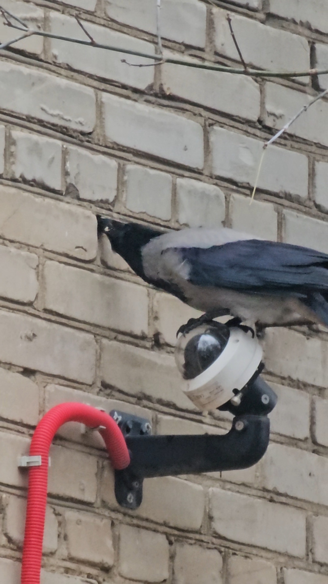 Что она там ищет?