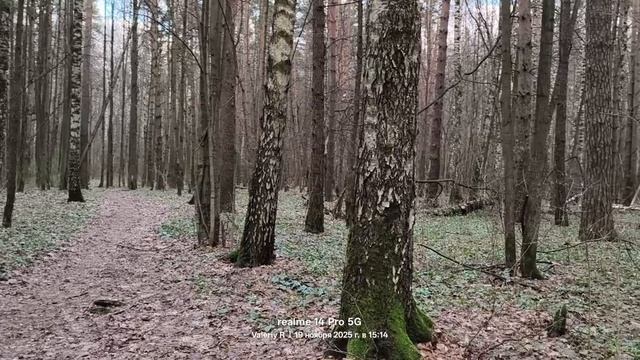 Прогулка #35 🌲🌲🌲🌲  19.11.2025
