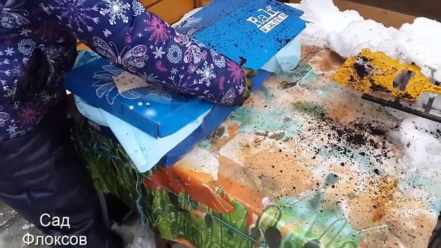 Как сохранить непосаженные розы до весны