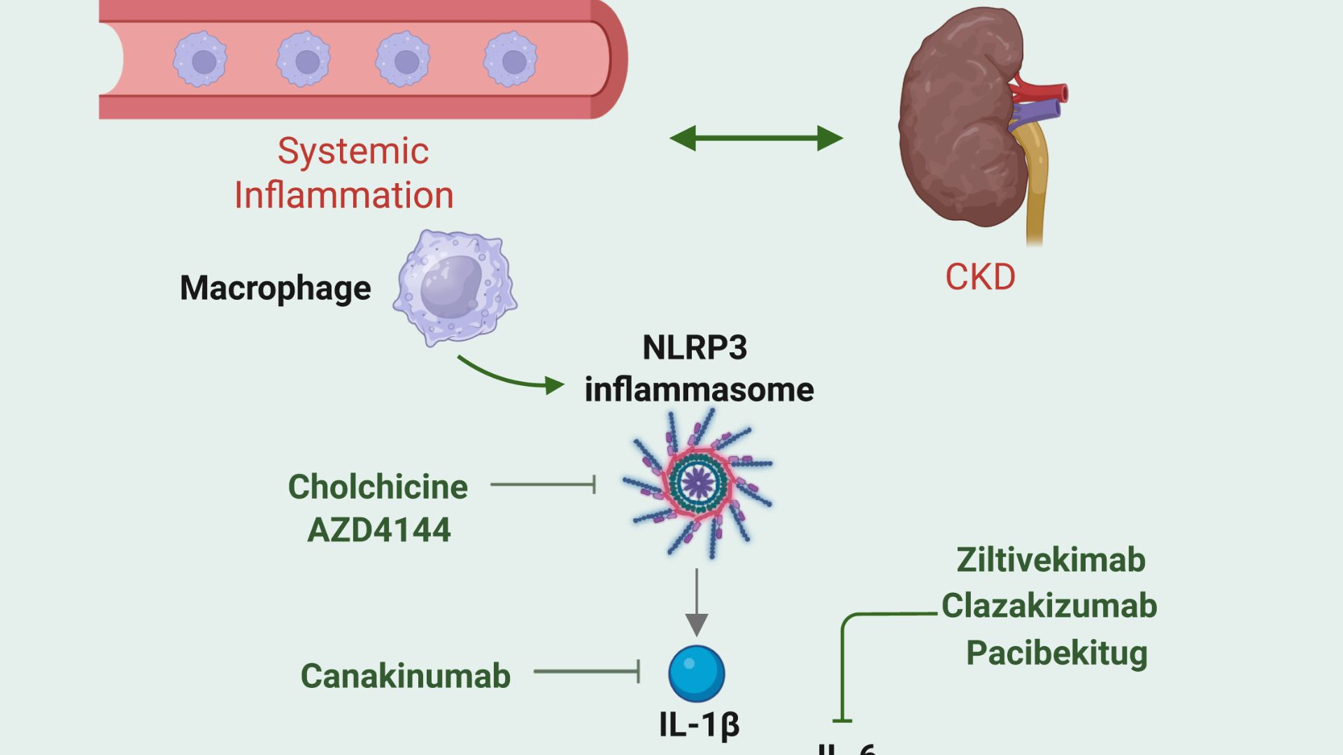 Новая эра в лечении хронической болезни почек — терапевтические стратегии, нацеленные на воспаление