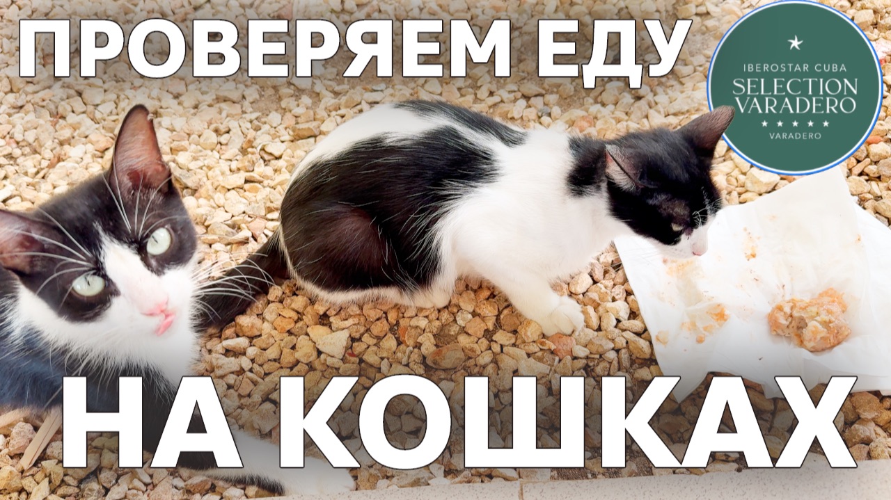 Проверка еды в отеле на кошках 😺 Iberostar Selection Varadero