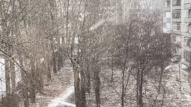 Снежок идёт 🌨️🌧️❄️🌲