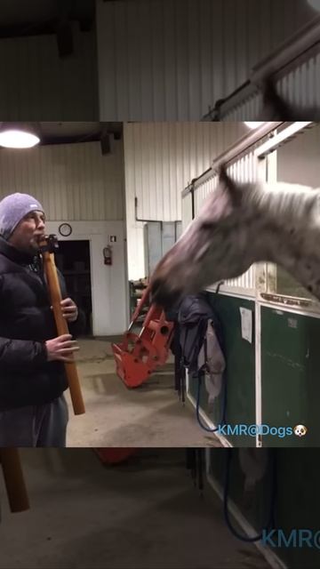 Фанат духовых инструментов🪈😂