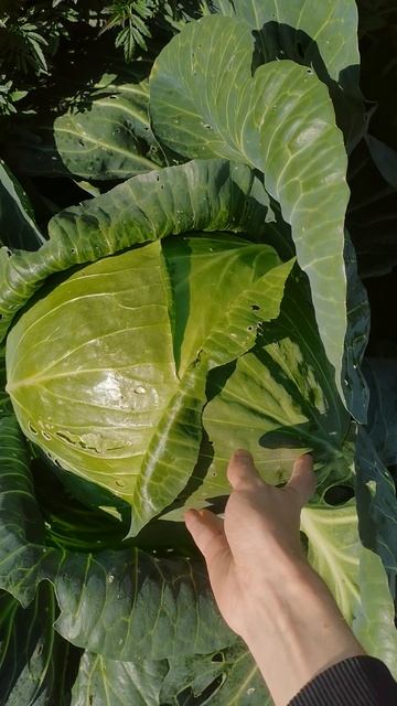 Капуста Пудовая супер урожай в огороде!