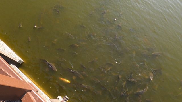 сколько много рыбы