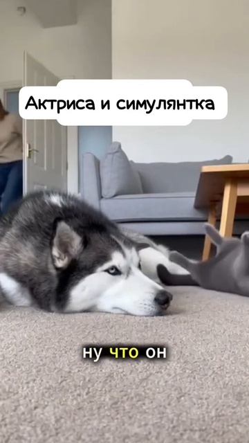 Премию зооОскар и ветеринарную скорую 🐶🐱