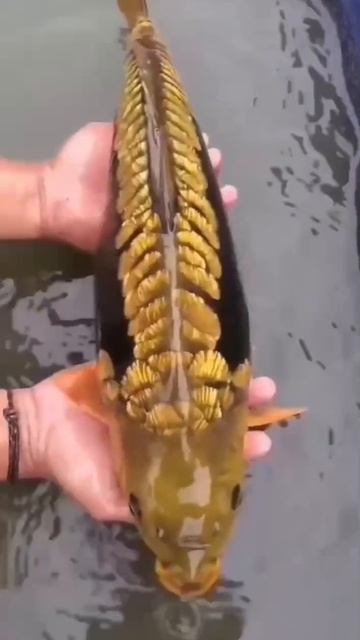 Когда природа сама чеканит золото – блестящий зеркальный карп в руках