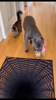 Нужно было убедиться, что это не ловушка