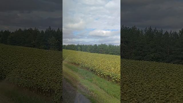 Отпуск в татарском селе Черемшан у тети. Август 2025г