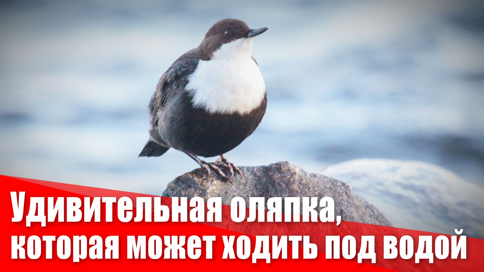 Оляпка ходит под водой