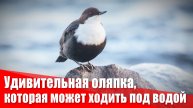 Оляпка ходит под водой