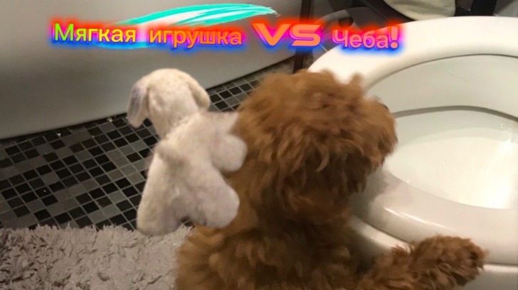Как отреагирует Чеба на мягкую игрушку! Чеба против Мягкой игрушки