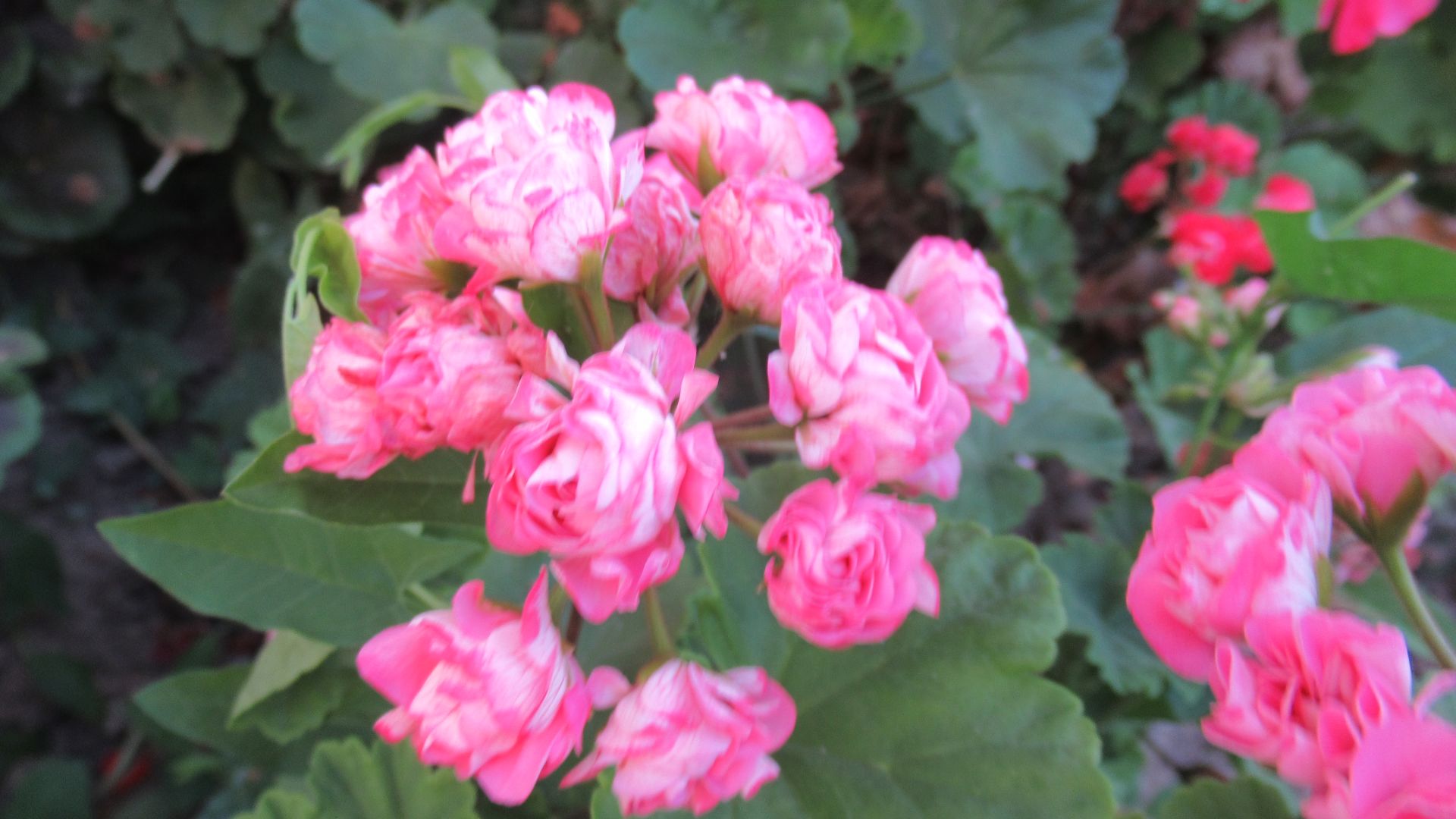 Что делать, если пеларгония после осенней обрезки набрала бутоны