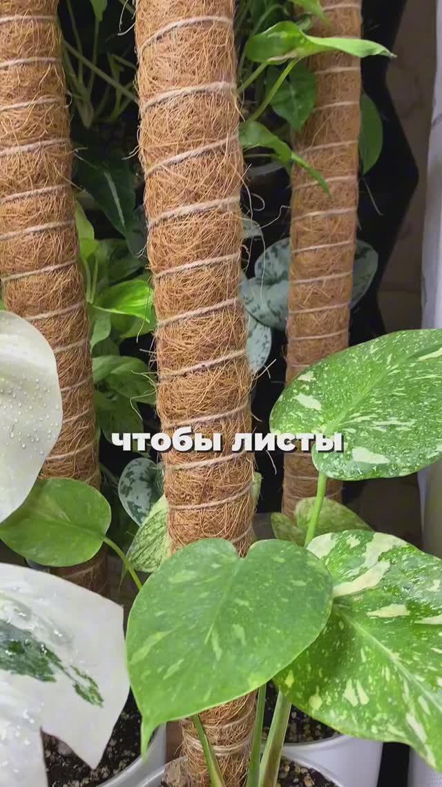Монстера. Зачем ей опора?