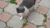 Кошка приблудилась