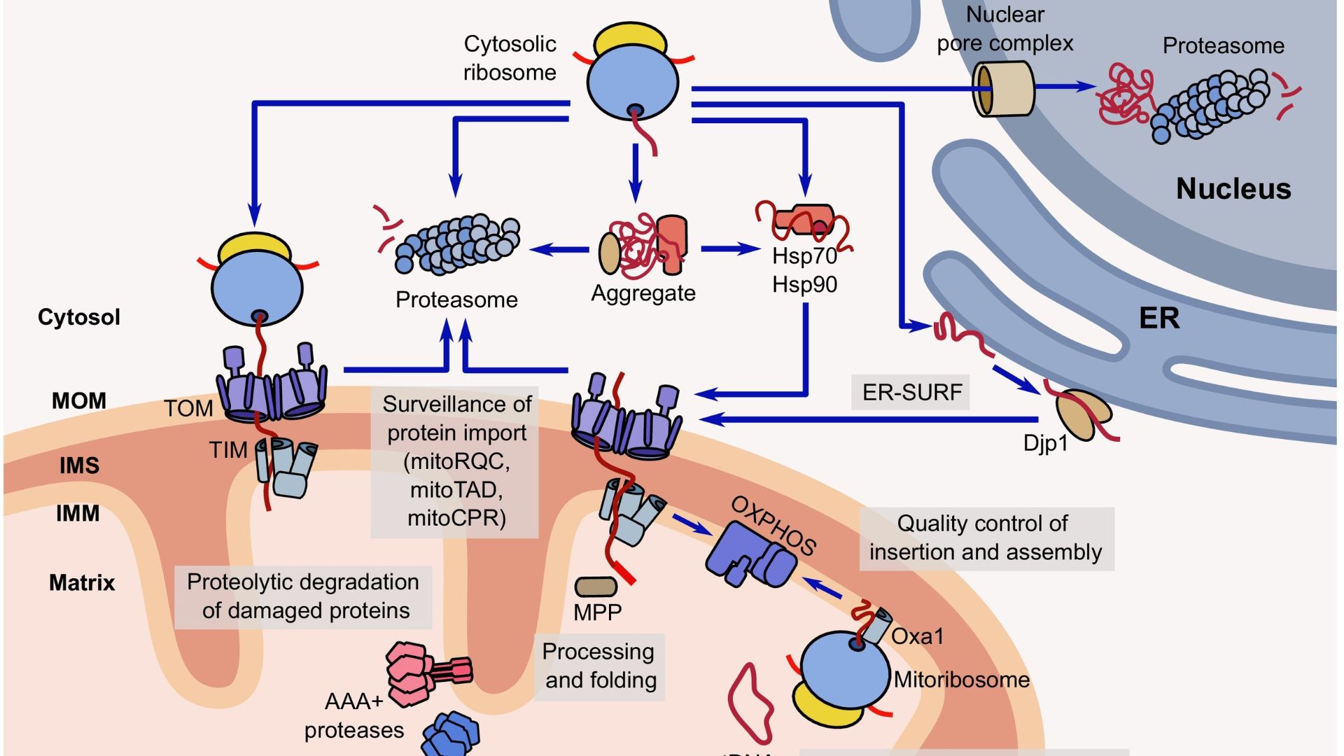 Взаимосвязь биогенеза и контроля качества митохоoндриальных белков