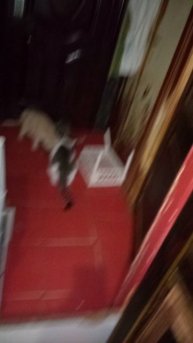 Ужин на сон грядущий. Под хруст населения и Тигруша немного ожила..