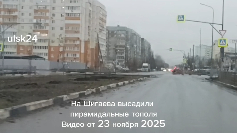 Высадили пирамидальные тополя на Шигаева в Ульяновске. Новый Зелёный уголок. Видео от 23 ноября 2025