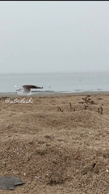 Чайка - помощница 🕊️ 😀