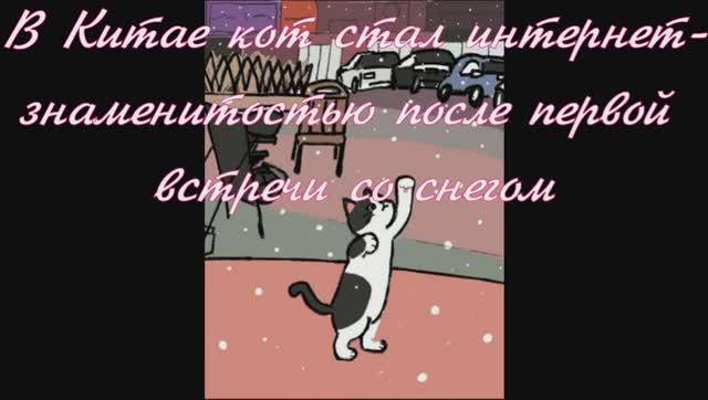 В Китае кот стал интернет-знаменитостью после первой встречи со снегом