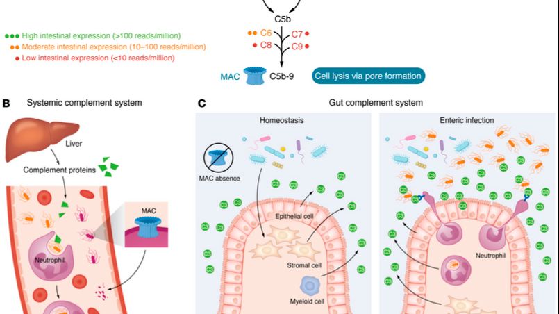 Терапевтический потенциал модуляции системы комплемента кишечника: New горизонты в лечении ВЗК и КРР