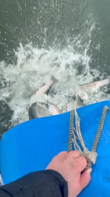 Запуск форели 125кг