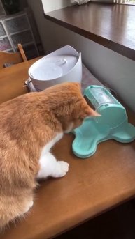 Кот-лудоман, горе в семье!