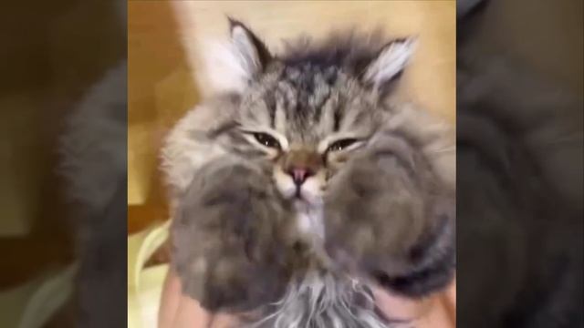 Этот котик колдует лапками, чтобы у тебя ничего не болело🥰