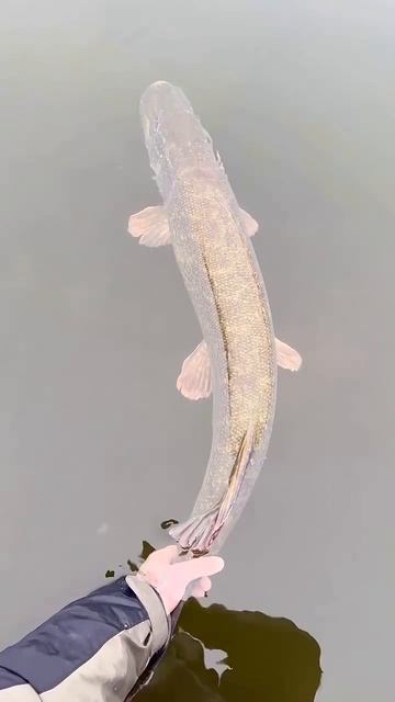 Трофейная мадам из реки — уважение обеспечено