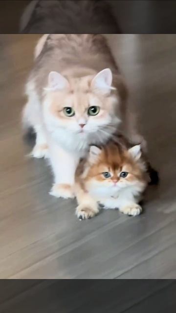 Мама, не позорь меня, я уже взрослый😡