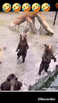 МЕДВЕЖАЧЬИ ТАНЦЫ!!