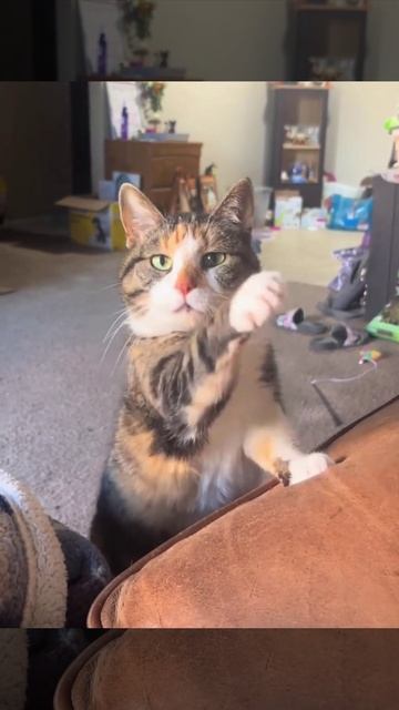 Чиловек, адавай сюда быстро едулечьку🤤