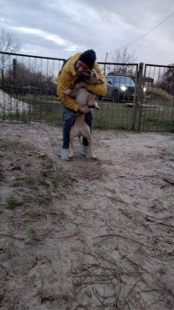 КАТАНА 😍 🐕 порода стаффордширский терьер. Встречает своего хозяина и едет домой 😁 🐕 🏚