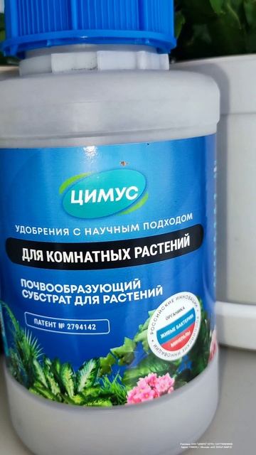 Декабрист цветет не переставая