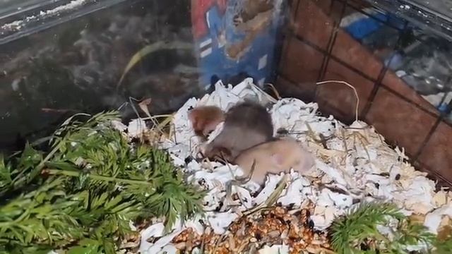 Растут #сирийские_хомяки #черепахового_окраса 22/11/25