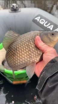 Ведро карасей – отличный повод для гордости!