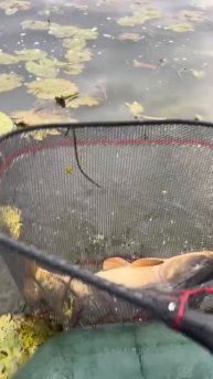 Схватка с зачётным карпиком в джунглях водоёма: нервы, адреналин и долгожданная победа.