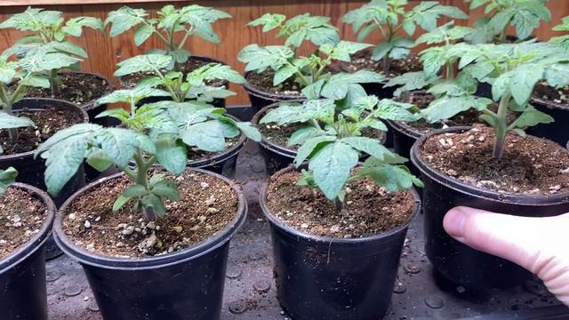 Сибирский огород. Выпуск 8