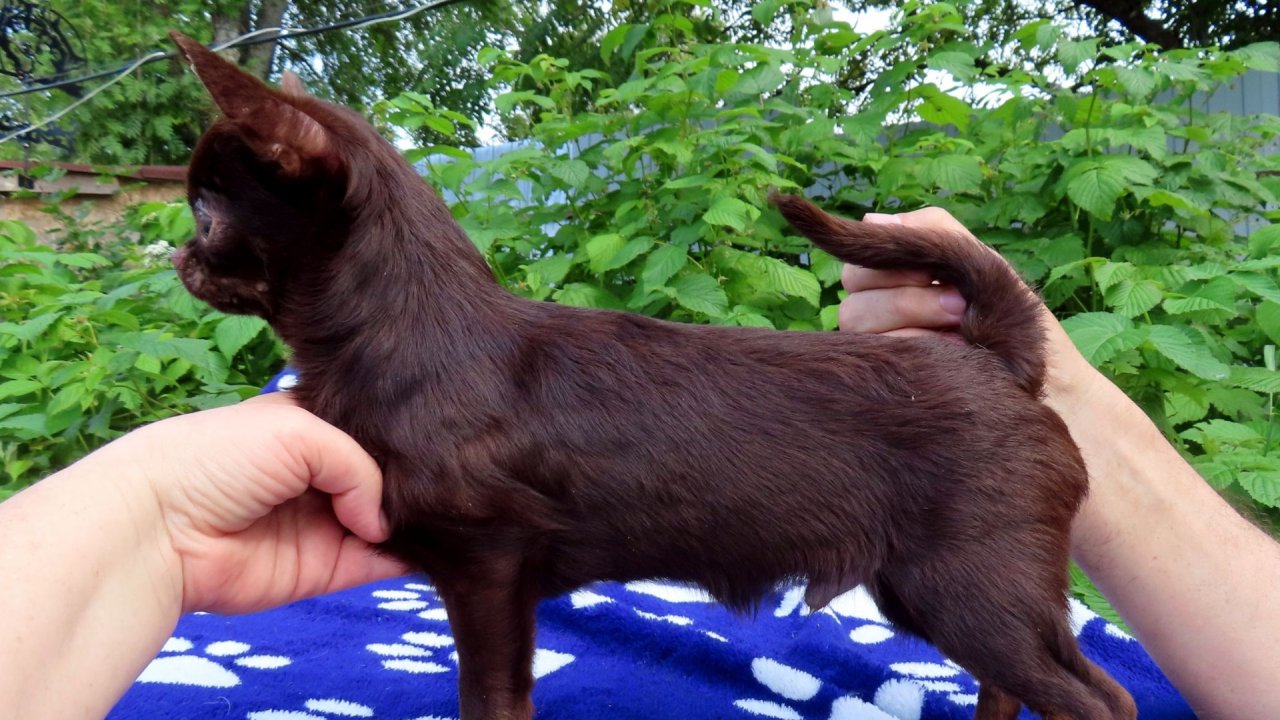 #продаючихуахуа мальчики #цена ОТ 40 тр #купитьщенкачихуахуапродаю +79215950848