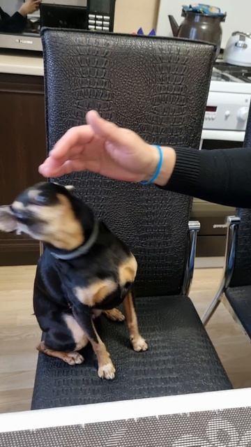 Собака недотрога или когда встал не с той лапы😅🐾 #тойтерьер #русскийтой #вреднаясобака #недотрога