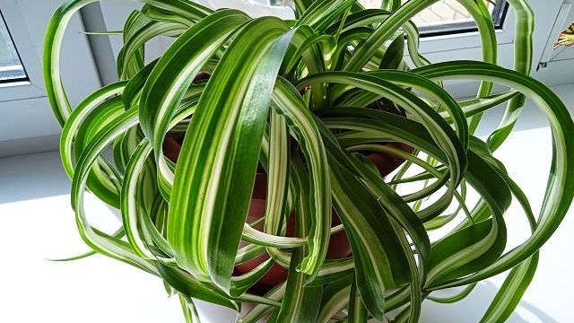 Почему хлорофитум кудрявый самое полезное комнатное растение