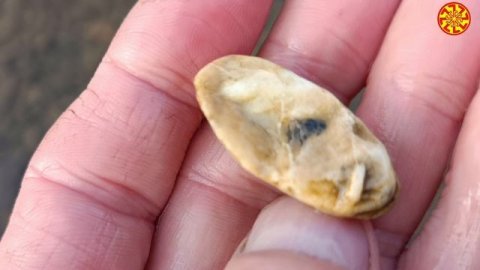 Парочка интересных камушков, один возможно фрагмент окаменевшего зуба 🔥🔥🔥