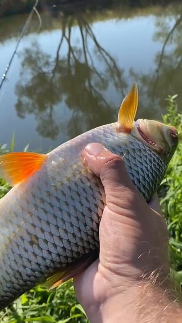 Здоровая плотва – редкость, а тут прямо батонище в руках