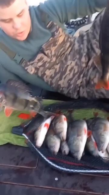 Рыбалка удалась! Столько красавцев-окуней ещё поискать надо!