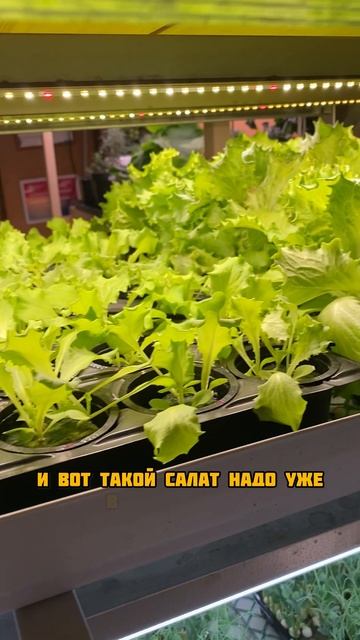 Путь салата