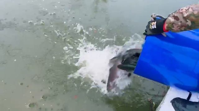 Запуск форели 150 кг.